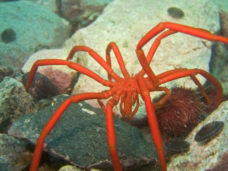 sea spider